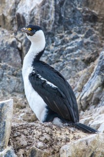 Blue-eyed Shag or Imperial Shag (Phalacrocorax atriceps) at its nesting site