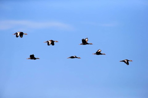 Black-bellied Whistling Ducks (Dendrocygna autumnalis)