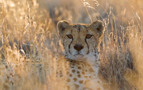 Cheetah (Acinonyx jubatus)