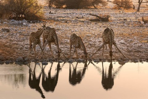 Four Giraffes (Giraffa camelopardalis)