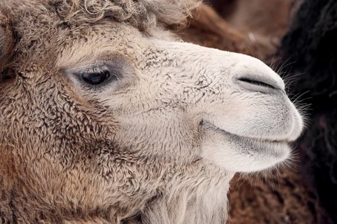 Bactrian Camel or Wild Bactrian Camel (Camelus ferus bactrianus