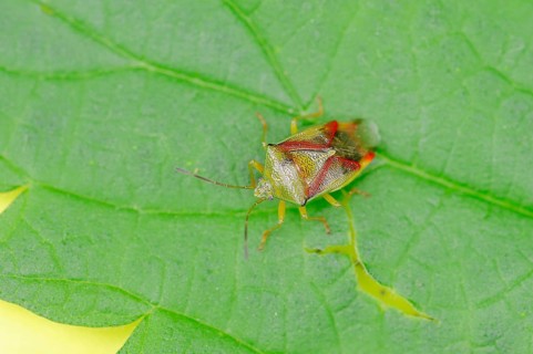 Birch Bug (Elasmostethus interstinctus)