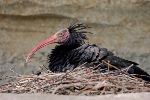 Northern Bald Ibis