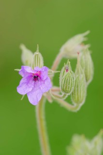 Common Stork's Bill (Erodium ciconium)