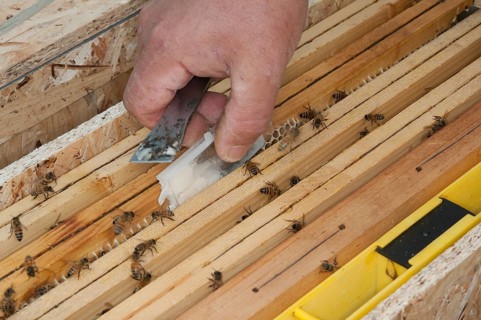 Beekeeping