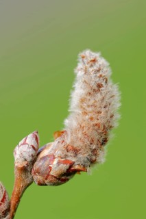 Grey Poplar (Populus canescens)