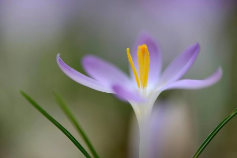 Early Crocus (Crocus tommasinianus)