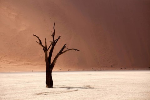 Dead tree in the Dead Vlei desert