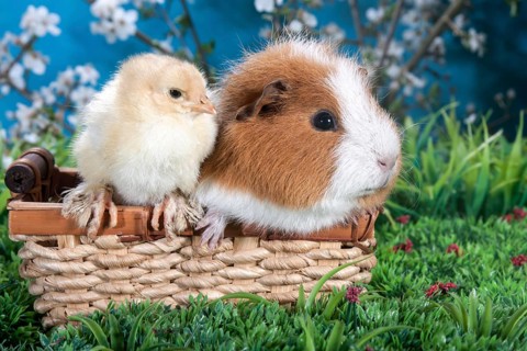Swiss Teddy guinea pig and Brahma chick