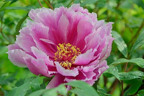 Tree Peony (Paeonia suffruticosa 'Kamata-Nishiki')