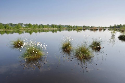 Tussock Cottongrass (Eriophorum vaginatum)