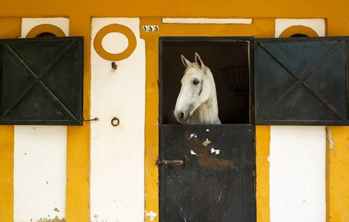 Mare in her box stall during the Feria del Caballo Horse Fair