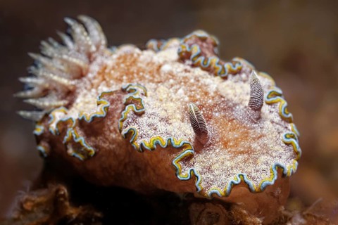 Rand-glossodoris (Glossodoris cincta)