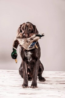 A German Wirehaired Pointer with a duck in its mouth