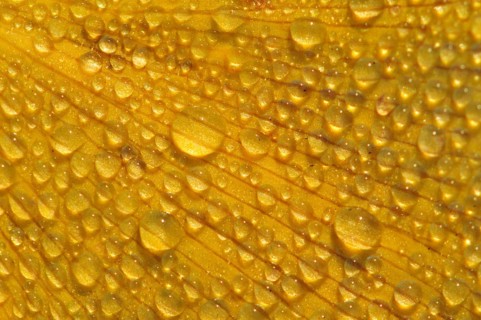 Illuminated dewdrops