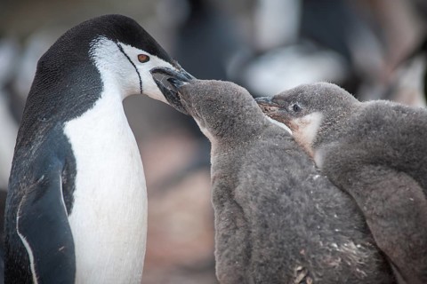 Chinstrap Penguin (Pygoscelis antarcticus) feeding a chick