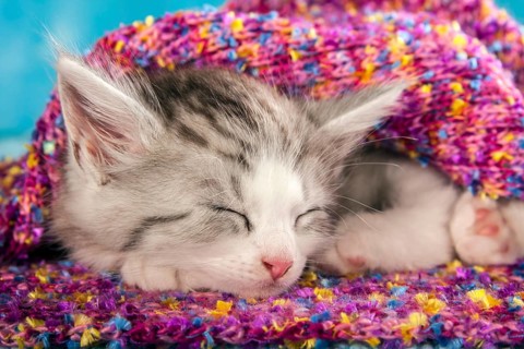 Siberian or Siberian Forest Cat