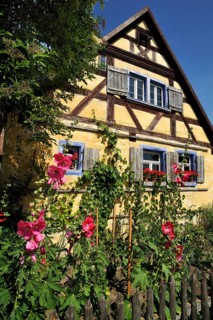 Blossoming Hollyhocks (Alcea rosea) in front of the Hackerhaus building