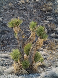 Joshua Tree (Yucca brevifolia)
