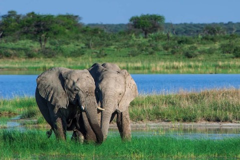 African elephants (Loxodonta africana) playfighting at the Namutoni water hole