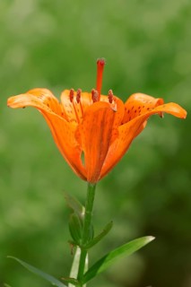 Fire Lily (Lilium bulbiferum)