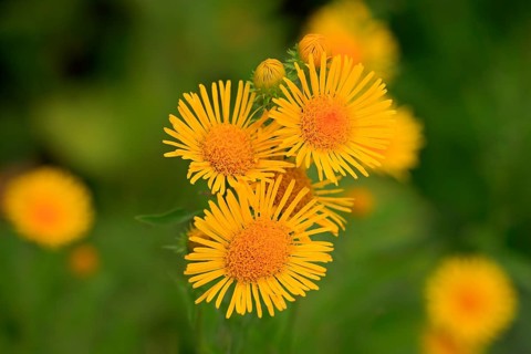 British Yellow-head or Yellowhead