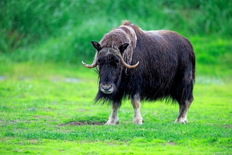 Musk Ox or Muskox (Ovibos moschatus)