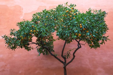 Bitter Orange or Seville Orange (Citrus x aurantium) in the Alcubilla garden in the Alcazar of Seville