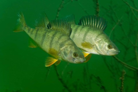 European perch (Perca fluviatilis)