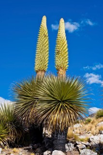 Queen of the Andes or Giant Bromeliads (Puya raimondii)