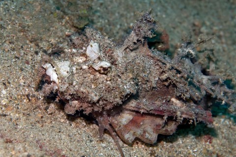 Devil Stinger or Bearded Ghoul (Inimicus didactylus) on the sandy ocean floor