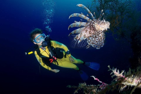 Scuba diver watching a Red Lionfish (Pterois volitans)