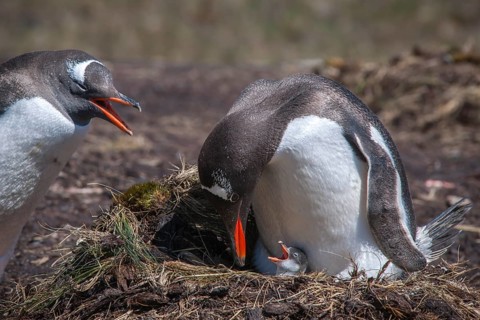 Gentoo Penguin (Pygoscelis papua) with chick at nest