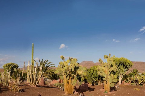 Cacti (Cactaceae) in Las Playitas