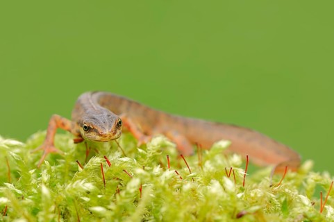 Smooth Newt or Common Newt (Lissotriton vulgaris