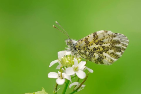 Orange Tip (Anthocharis cardamines)