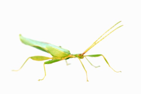 Walking Leaf (Phyllium philippinicum