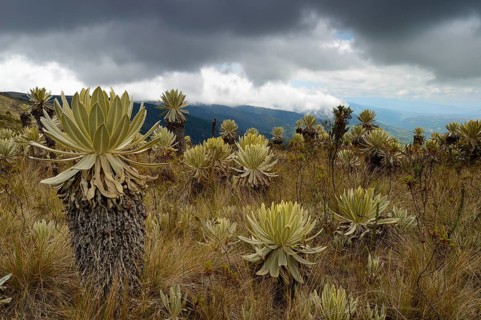 Frailejon or Fraylejon (Espeletia pycnophylla) plants in the paramo landscape