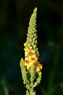 Dark Mullein (Verbascum nigrum)