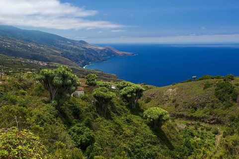 Canary Islands Dragon Tree (Dracaena draco)