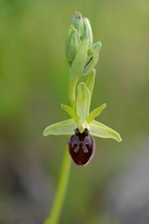 Black Spider Orchid (Ophrys incubacea)