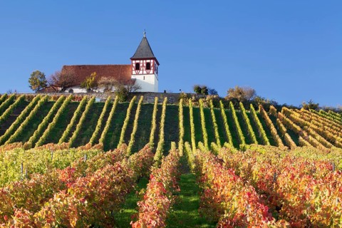 Vineyard in autumn with Michaelsberg hill and St Michael's Church
