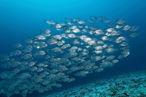 Blue Trevallys (Carangoides ferdau)