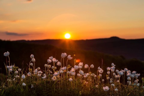 Snowdrop Anemones (Anemone sylvestris)