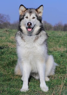 Alaskan Malamute sitting on a meadow