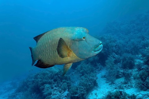 Humphead wrasse (Cheilinus undulatus) over coral reef