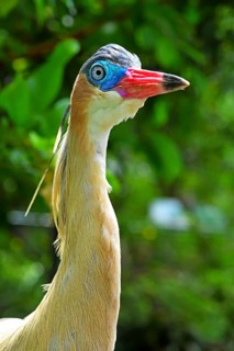 Whistling Heron (Syrigma sibilatrix sibilatrix)