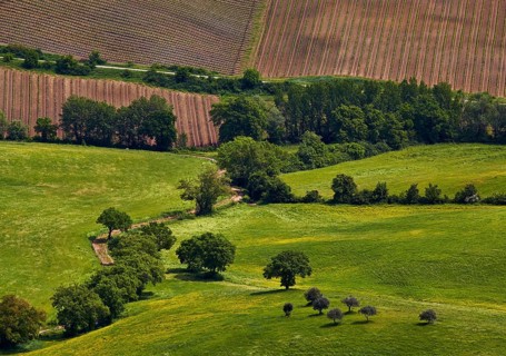 Trees and fields