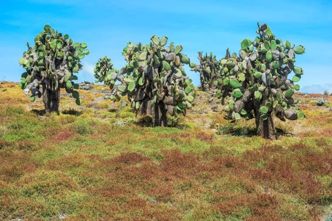 Giant Prickly Pear cactuses (Opuntia sp.)