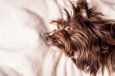 Portrait of a lying brown mixed-breed dog